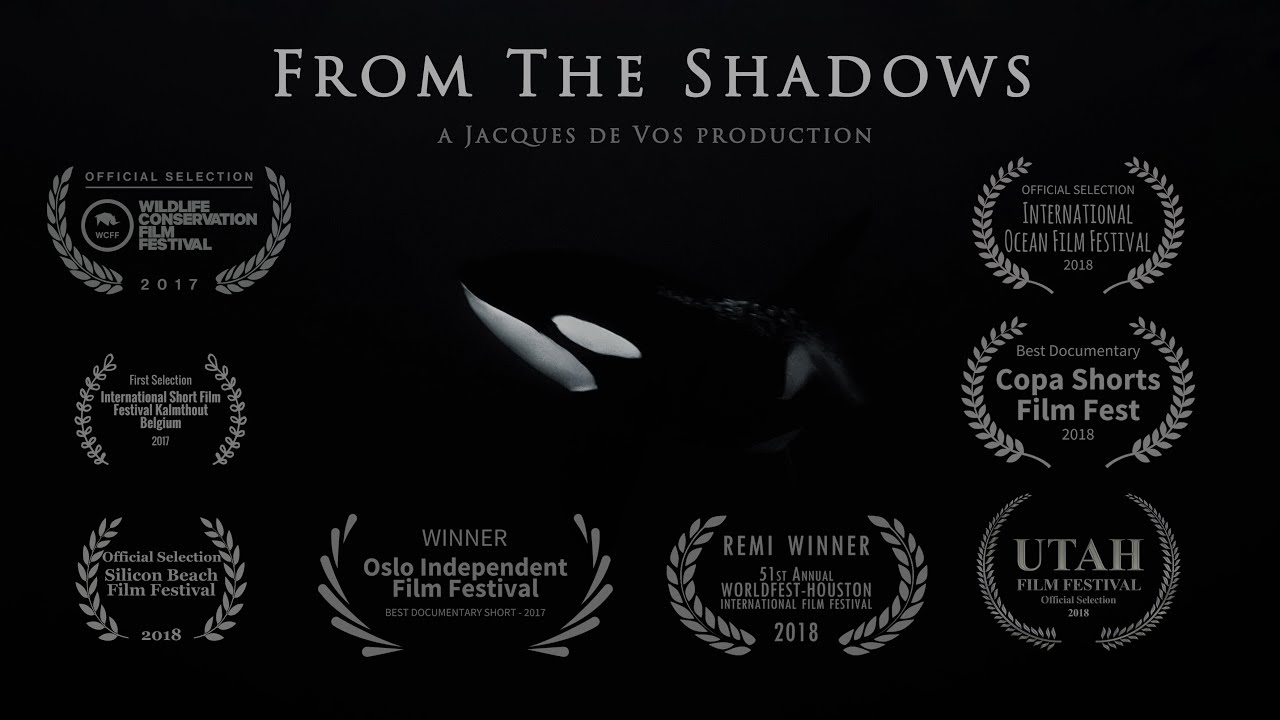 From The Shadows - Orcas Of Northern Norway