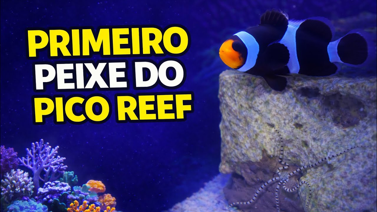 Primeiro peixe do aquário marinho | Pico Reef 25lts - episódio 4