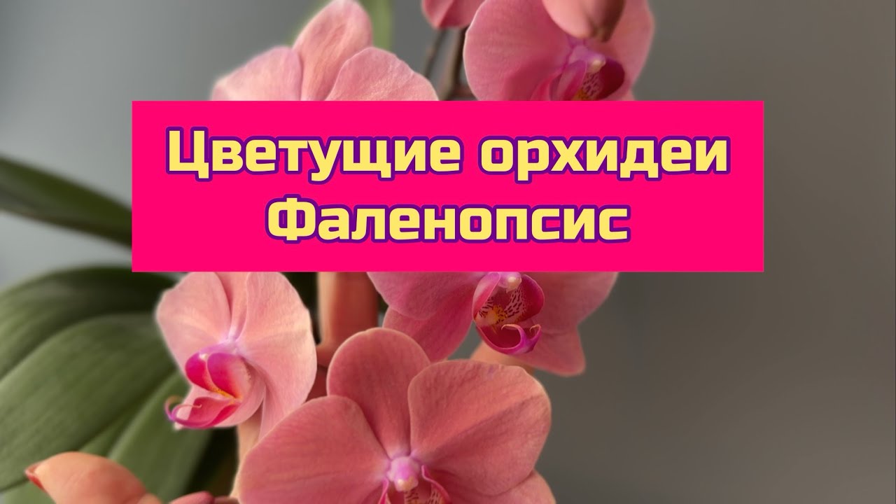 Цветущие орхидеи фаленопсис . Январь 2026 #цветущиеорхидеи #orchid #flowers #plants #сортовыеорхидеи