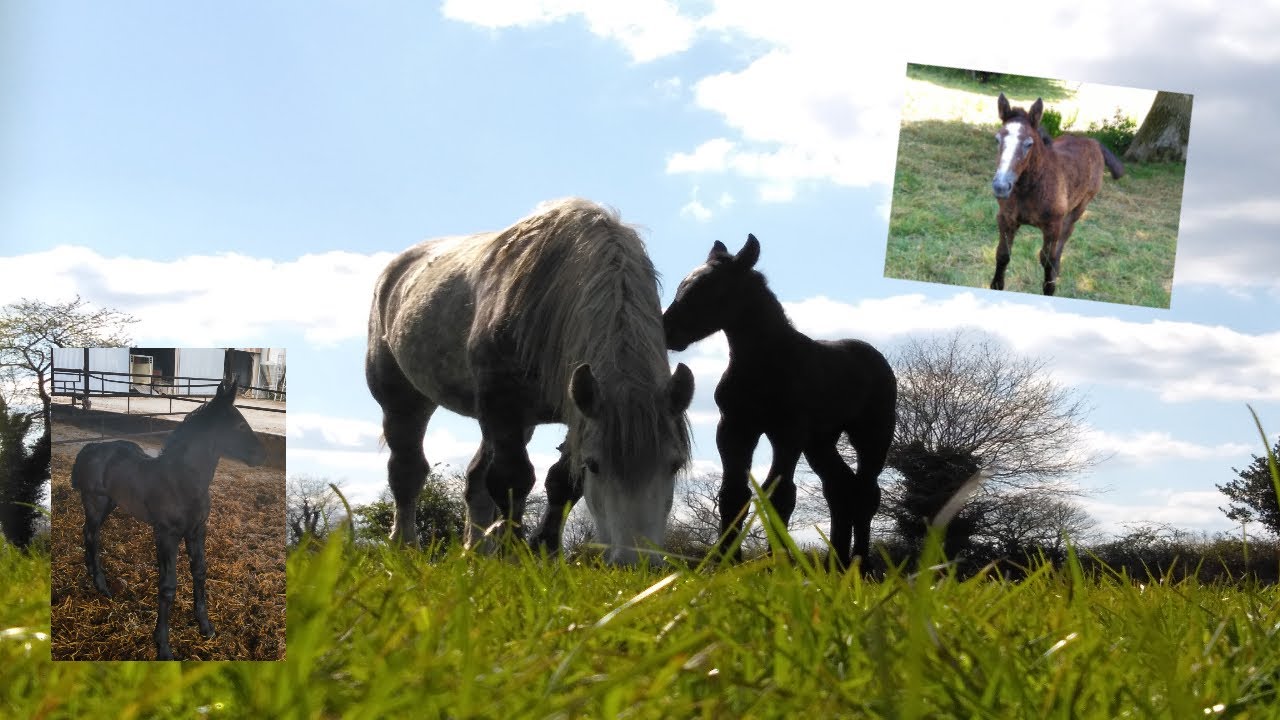 Les percherons ( poulains, élevage ... )