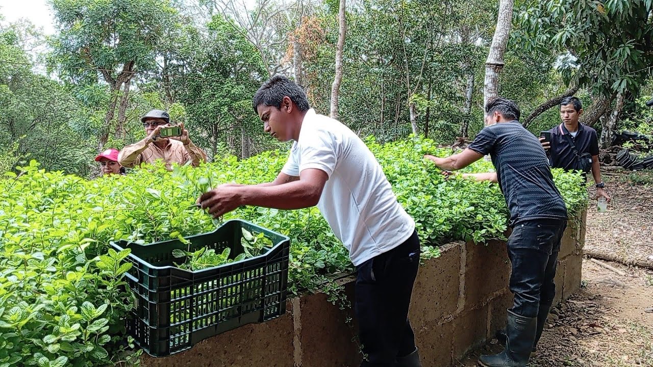 Productores Renuevan técnicas en producción de Hierbabuena en Nicaragua con Walmart