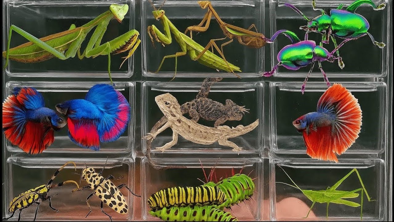 I Catching insects in the garden, I got Channa striata, Tadpoles, Betta fish, Millipede, Spider,Cage