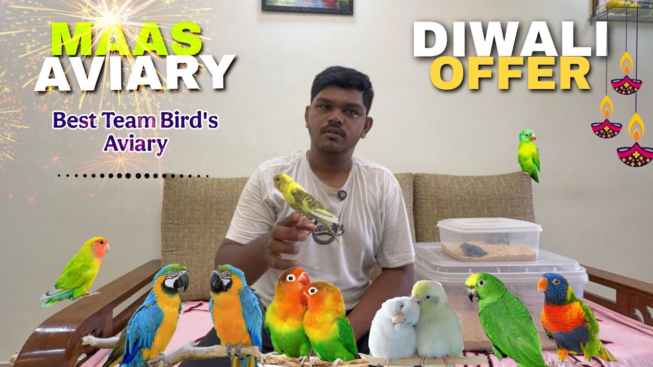 Diwali special Offer Maas Aviary Malad|Best Tame Exotic Bird Aviary|Exotic #bird 