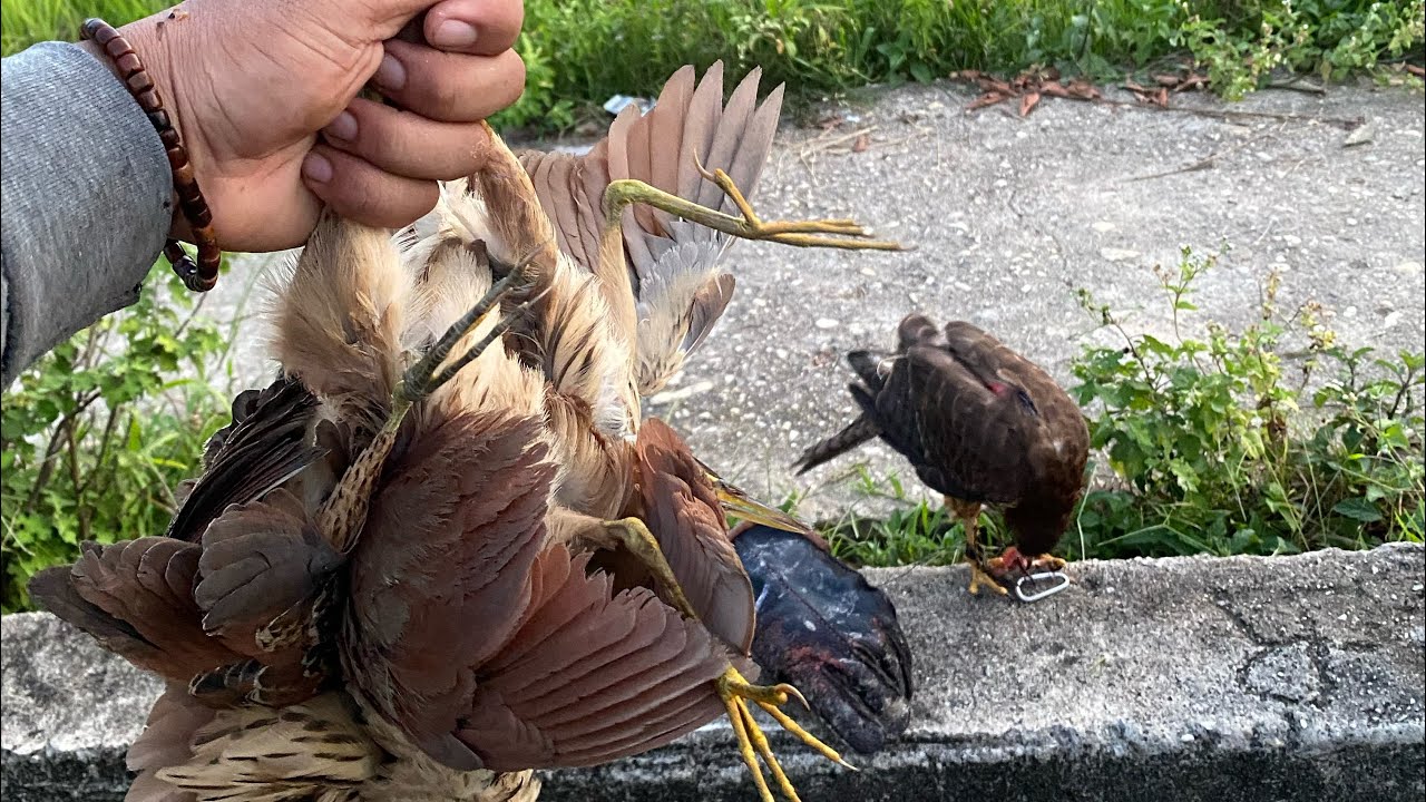 GACORR🪶🪶isi sawah ini blekok coklat semua|berburu menggunakan burung alap-alap /brown goshawk 