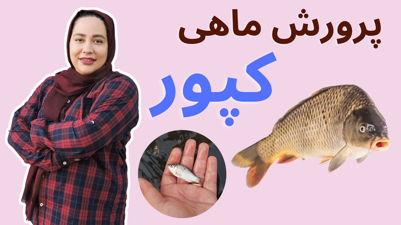 پرورش ماهی کپور و تجربیات من | معرفی ماهی کپور و چالش های پرورش ماهی کپور