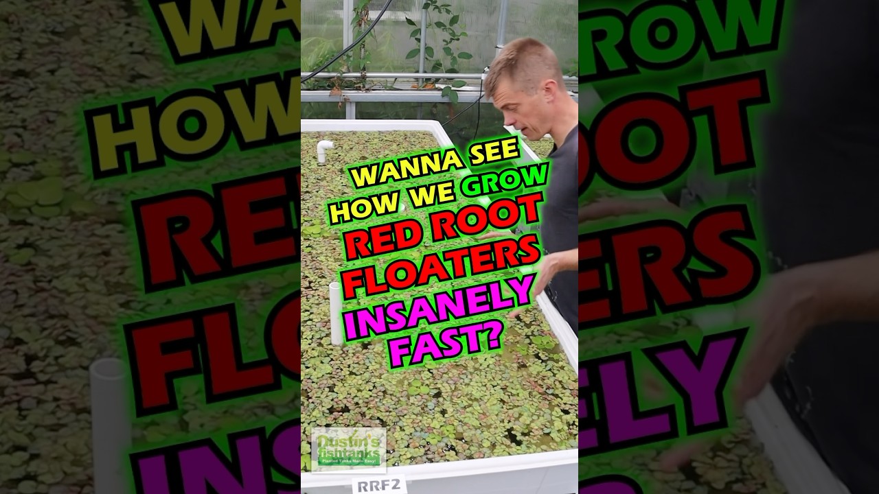 How To Grow RED ROOT FLOATERS Insanely FAST!