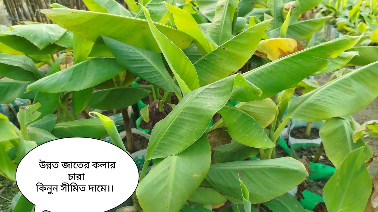 উন্নত জাতের জি9 কলার চারা কিনুন সীমিত দামে 01708433263 Whatsapp,imo