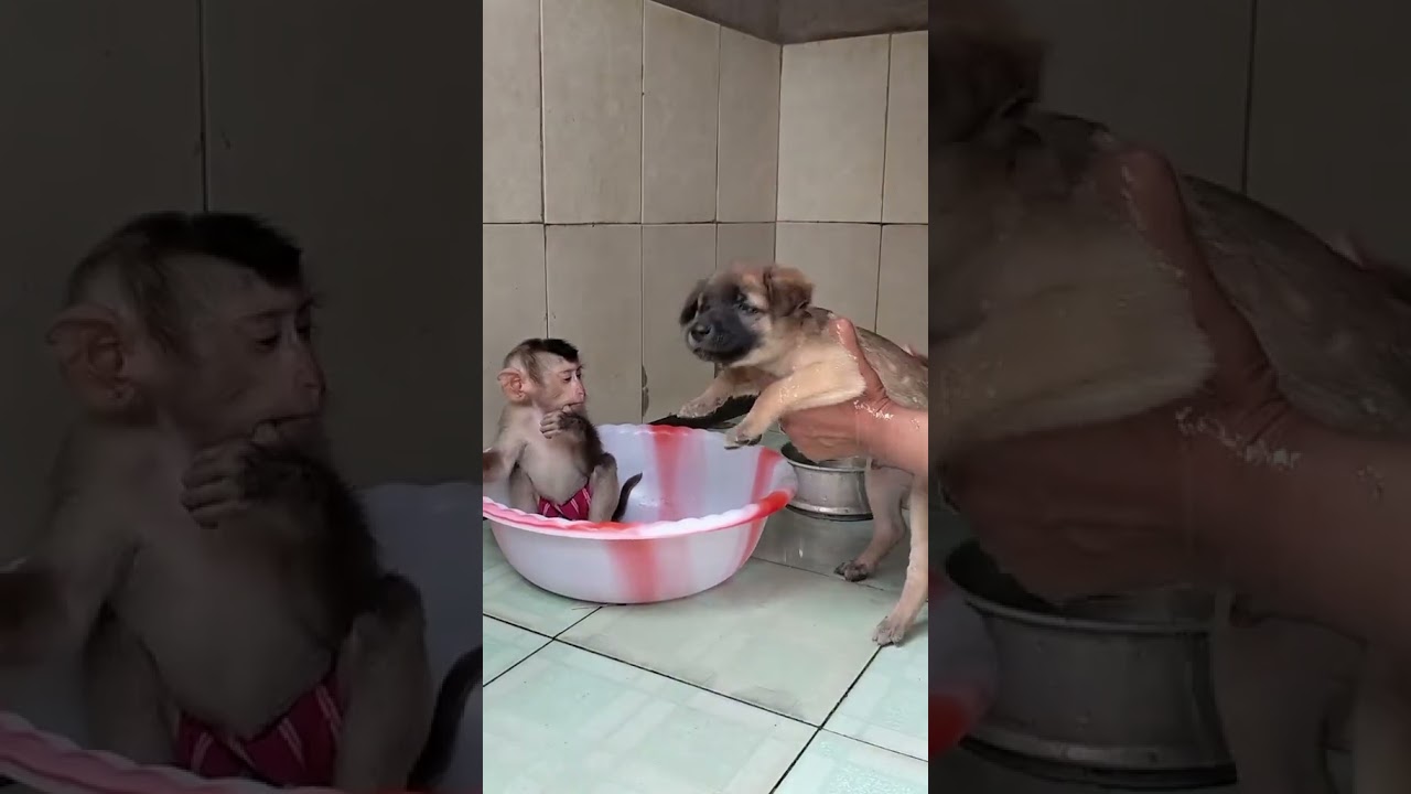 monkey and dog shower  😄😄 