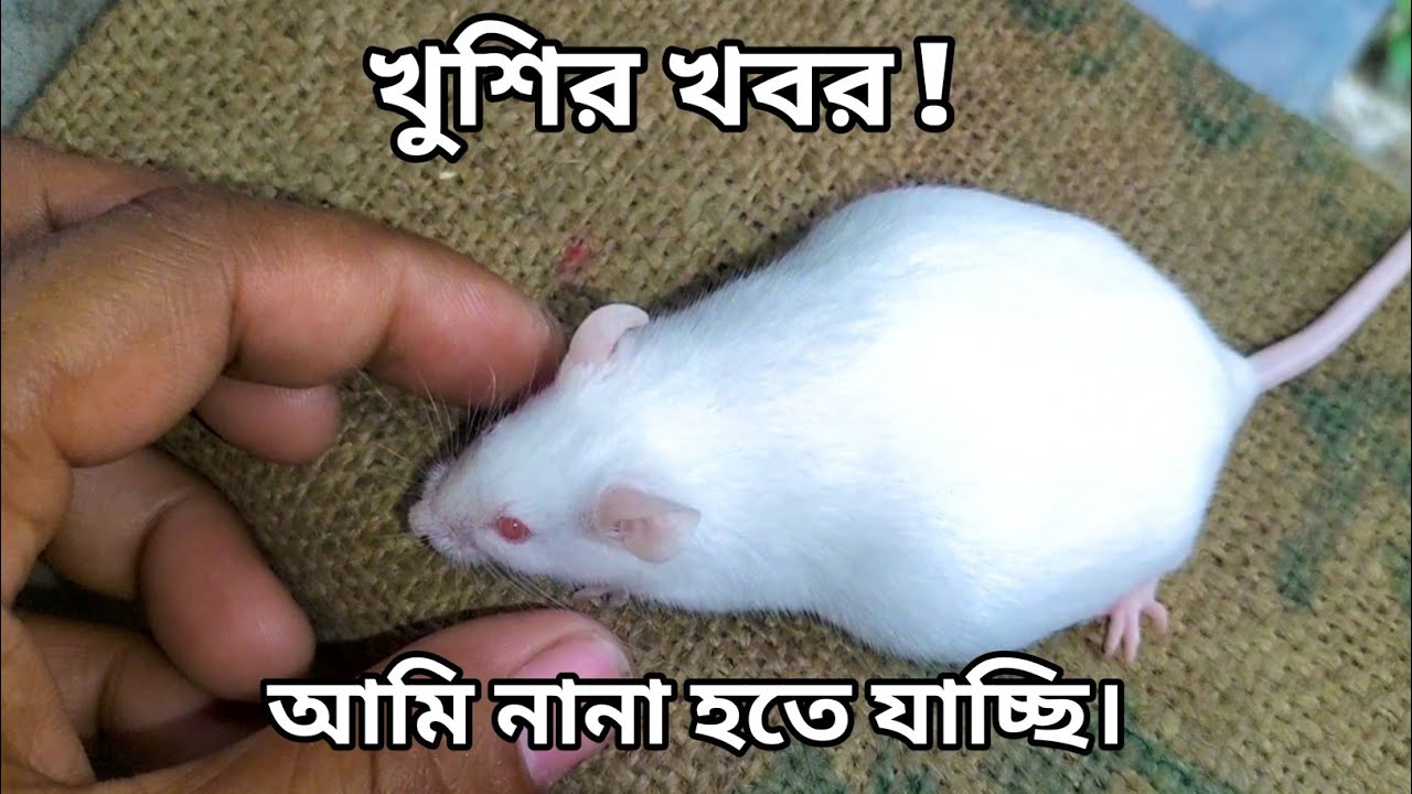 এত বড় পেট - আসছে খুশির খবর - Rone & Pet's.