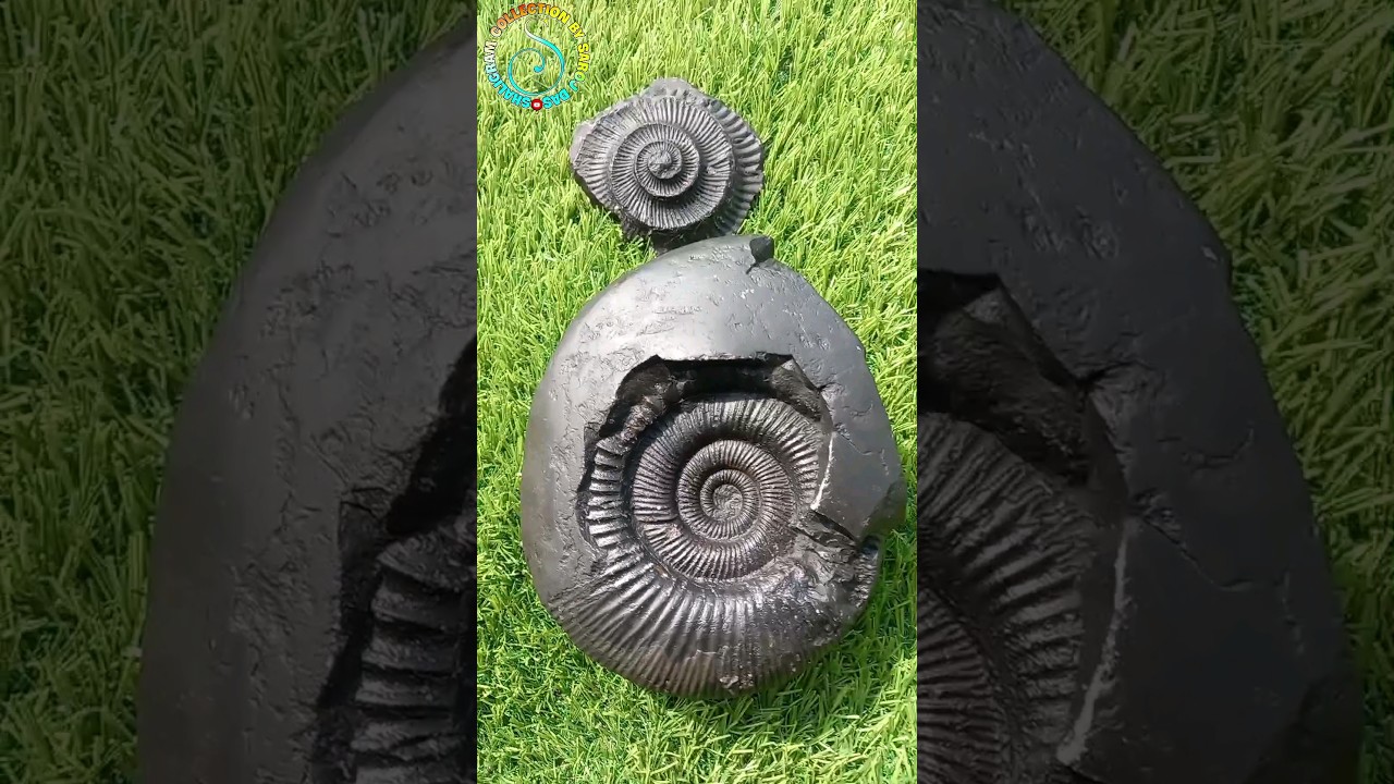 Laxmi Narayan &ndash; Shaligram Shila &ndash; Gandaki Nadi Shaligram 💐💐 #shorts #short #shortsfeed