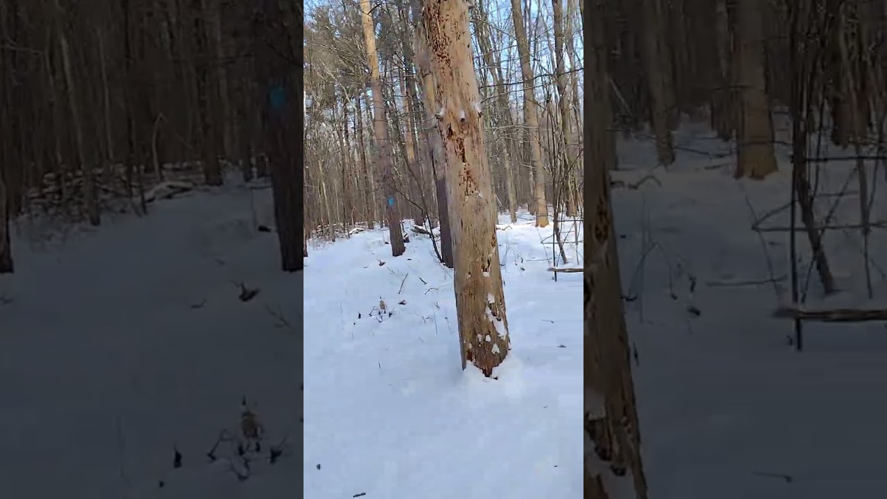 My autism diagnosis and evaluation 