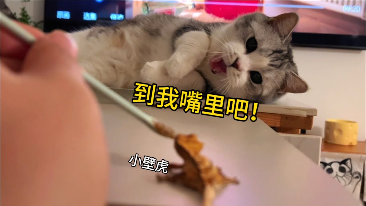 貓有沒有心眼子…真的太容易看出來了！