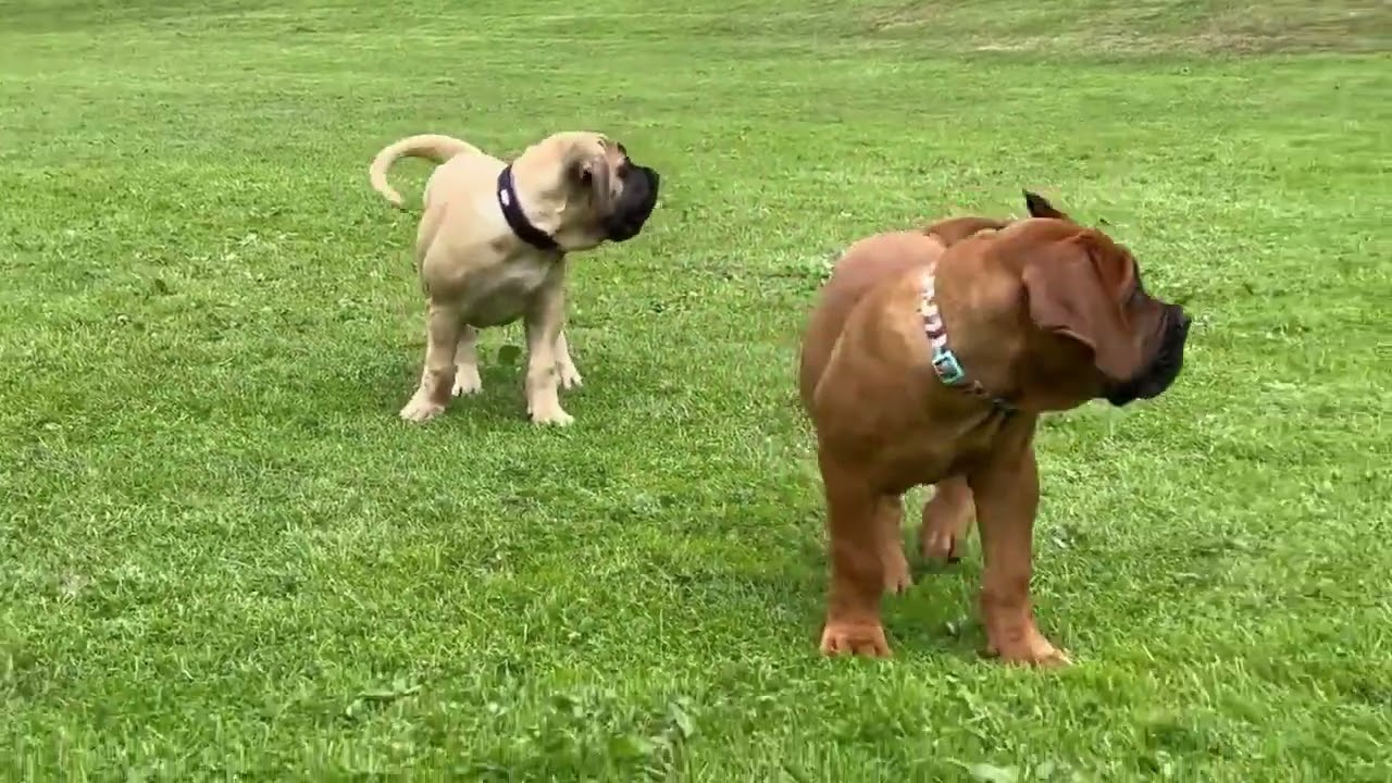 Adorable boerboel puppies reunited