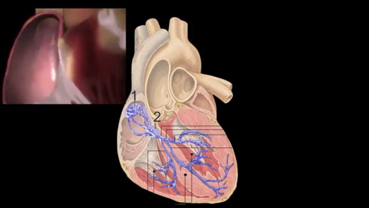 Corazón, Anatomía y Fisiología
