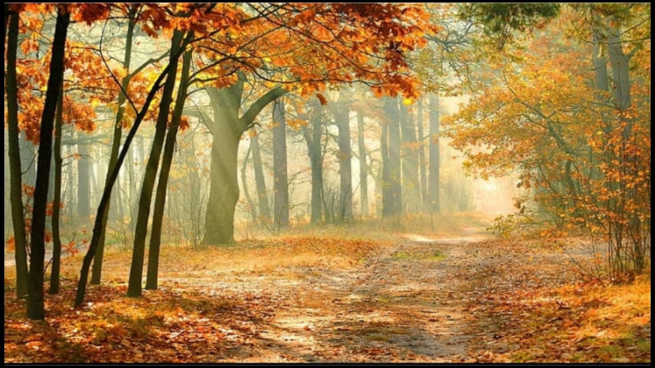 Forest Walk Ambience : Morning Forest Walk | Relaxing Nature Sounds for Stress Relief (2 hours)