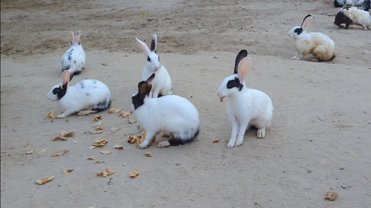 Rabbits Eating Food | Cute Rabbit's | Beautiful Rabbit's | Rabbit lover unit | New Video