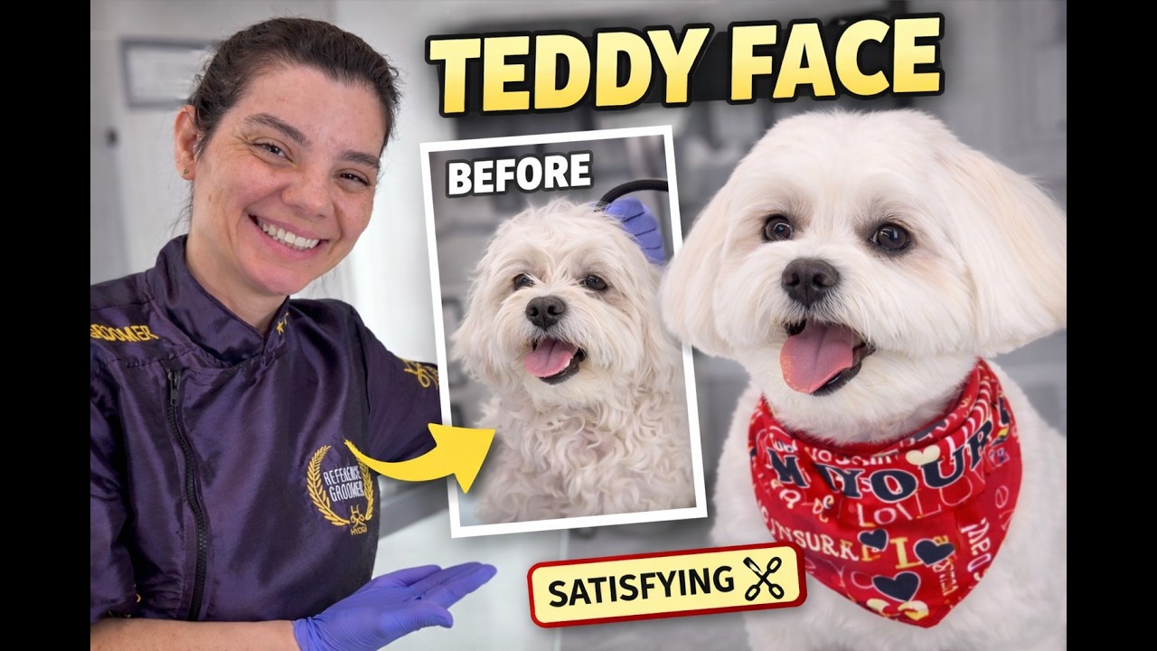 Maltese Full Groom ✂️ Body & Teddy Face Scissoring Tutorial