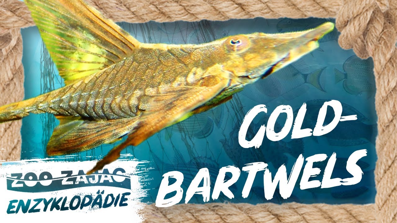 GOLDBARTWELS | FISCHENZYKLOPÄDIE | ZOO ZAJAC