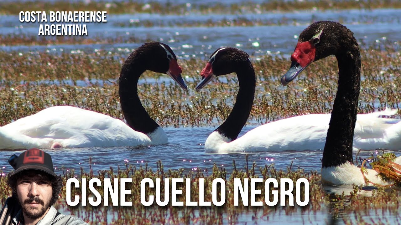 Черношейный лебедь 4K (Cygnus melancoryphus)