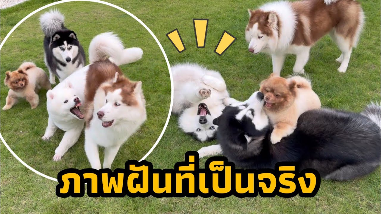 ฝันที่เป็นจริง ผมเลี้ยงหมาเล็กเพราะอยากเห็นเค้าวิ่งเล่นกันกับพี่ๆคงน่ารักดี