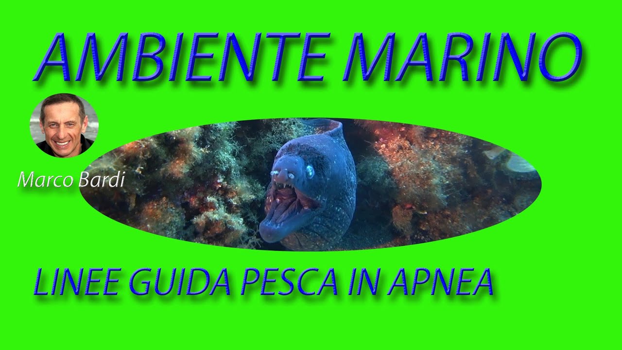 Pesca sub tutorial ambiente marino