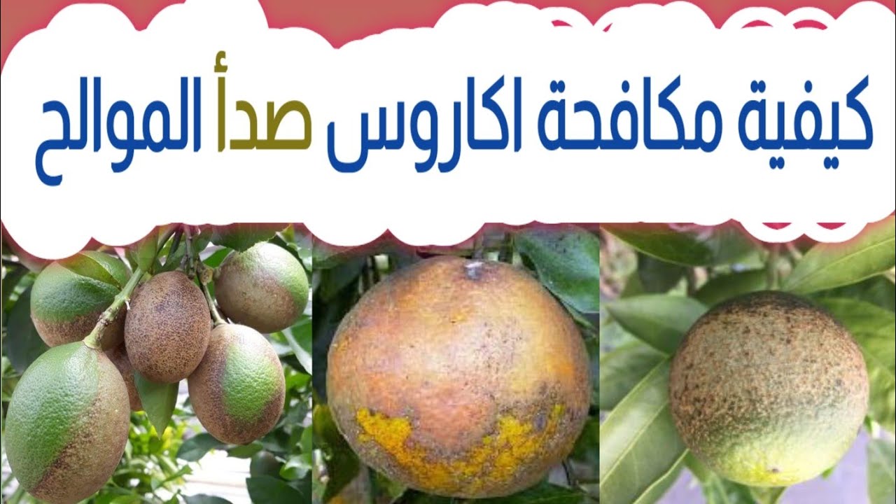 اكاروس صدأ الموالح الأعراض والعلاج حصريا على قناة الزواوي الزراعية