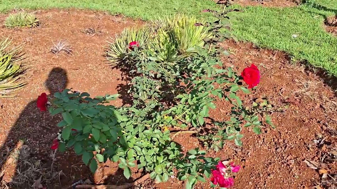 Jardim Botânico Londrina Paraná. 