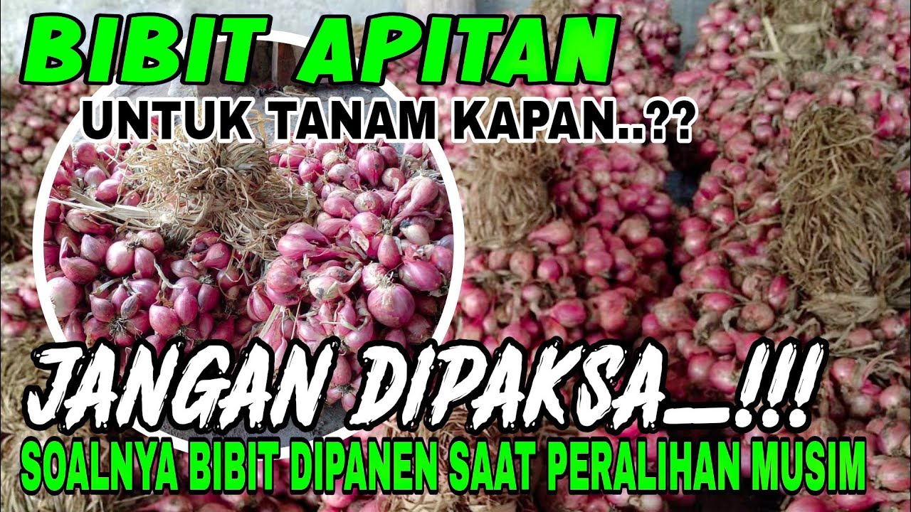 BIBIT APITAN NGANJUK🔴BIBIT YANG PALING DIBURU PETANI BAWANG MERAH