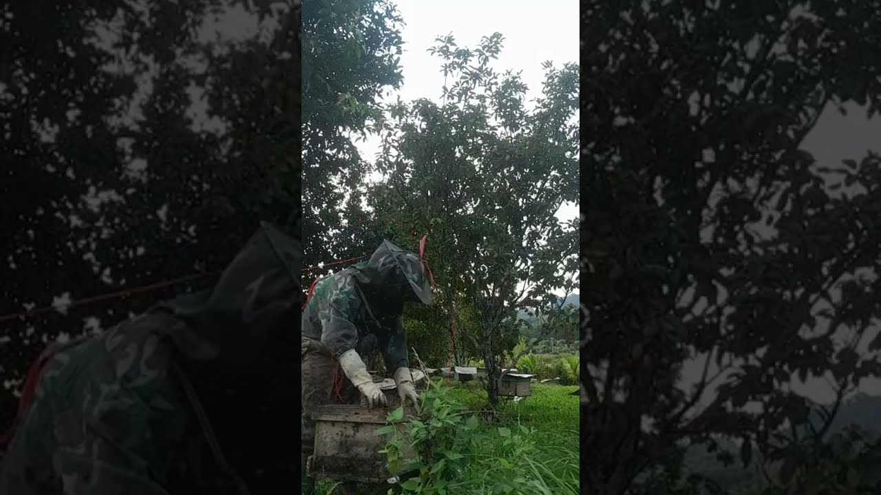 Một buổi thu hoạch mật xuân mệt nhoài.Hùng Tăng  đang phát trực tiếp! #beekeeping #bees #danong