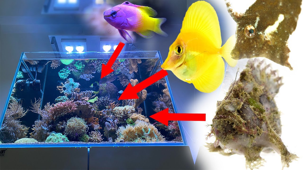 10 лучших морских рыб, выращенных в неволе, для рифовых аквариумов — Seafriendlyreef
