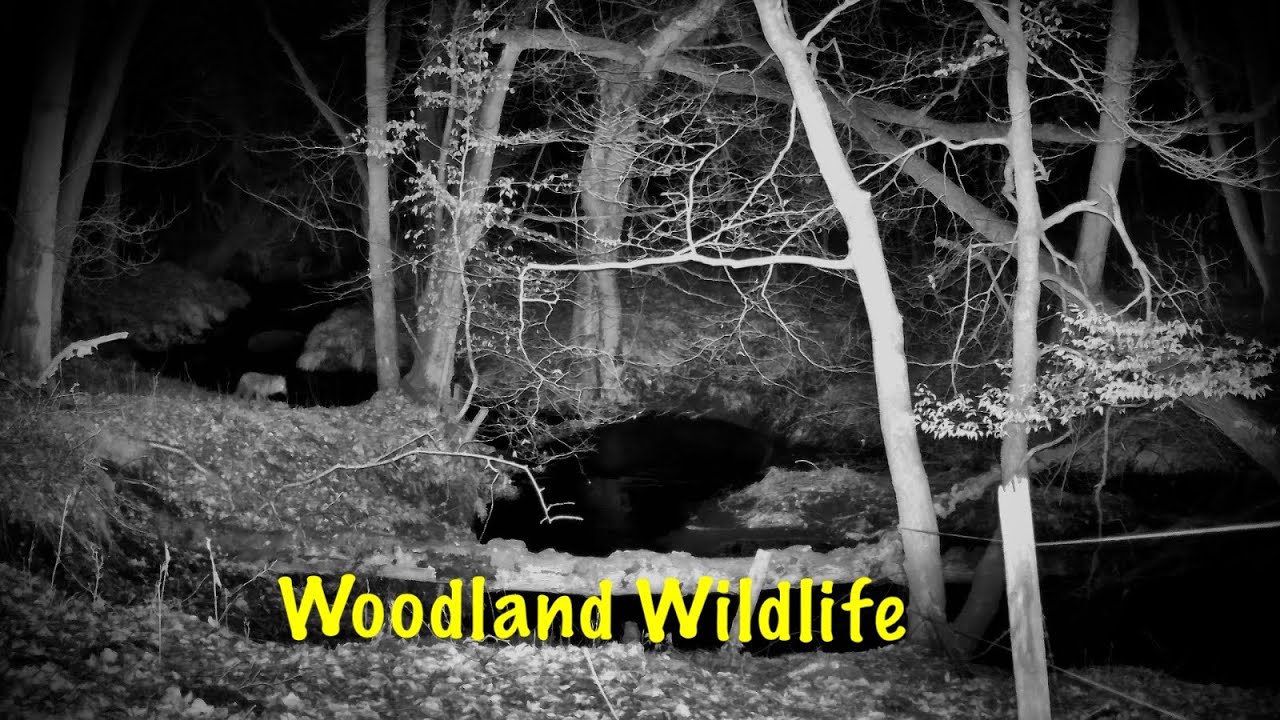 Wildlife Trail Camera Footage   #wildlife #naturewatch #trailcams
