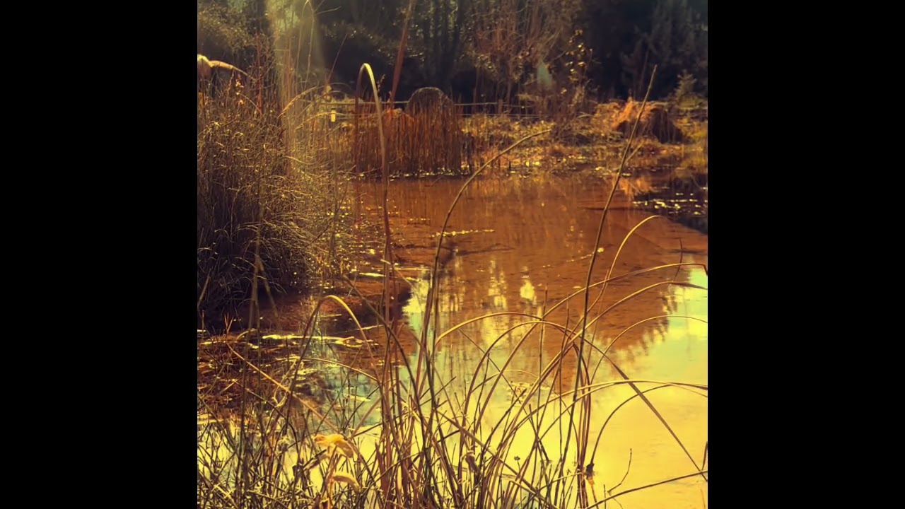 Peaceful Pond Sounds | Relaxing Nature Sounds for Sleep, Calm, Study & Meditation 