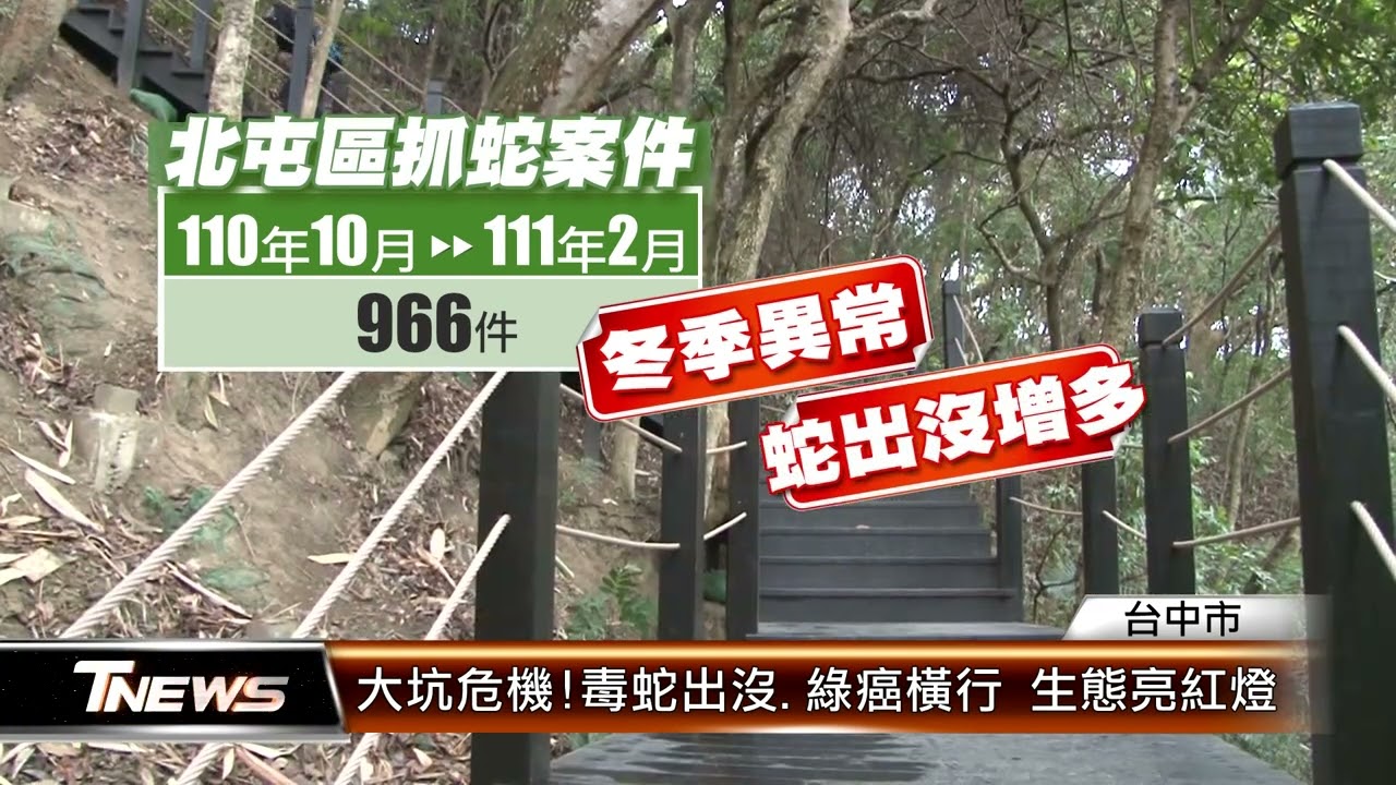 大坑危機!毒蛇出沒.綠癌橫行  生態亮紅燈 │T-NEWS聯播網