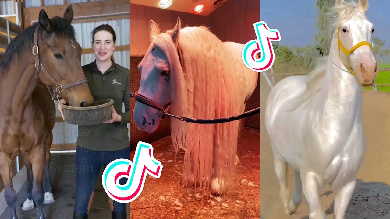 16 Minutes Of Reletable HORSE TikTok Compilation 