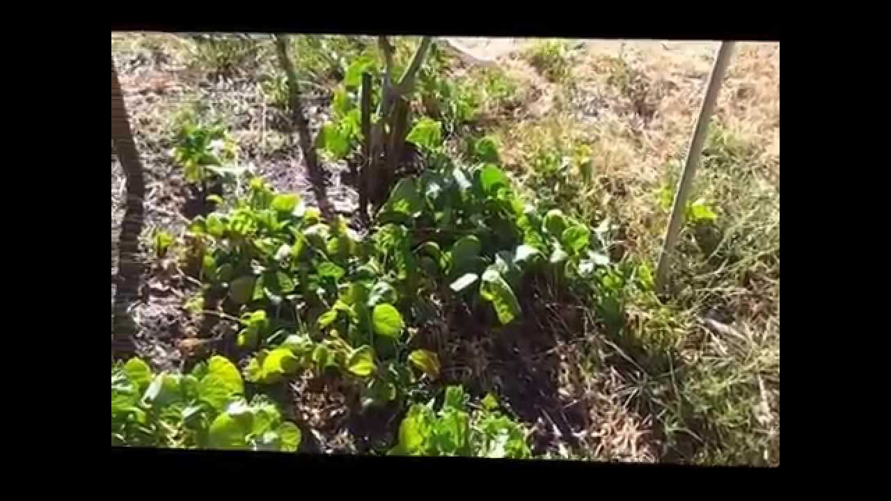 Self Wicking Garden Beds