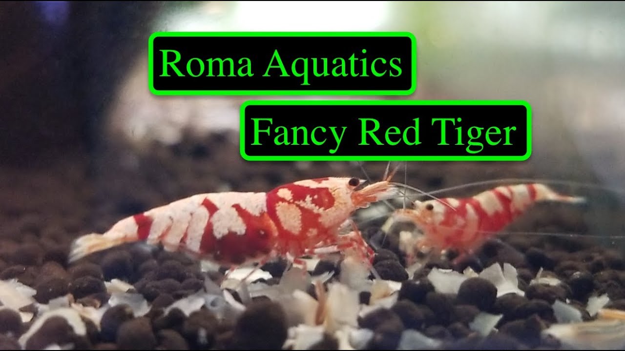 Fancy Red Tiger Shrimp (Caridina Tiger Hybrid) Unboxing - Blue Crown Aquatics - Roma Aquatics🆒