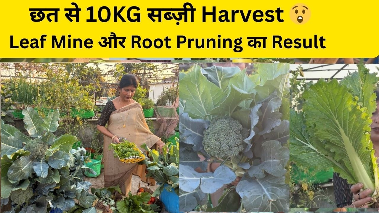 छत से 10KG सब्ज़ी Harvest 😲 | Leaf Miner, अमरूद, Water Apple और Root Pruning का Result