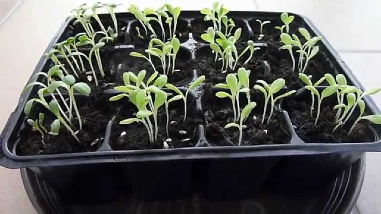 Kopfsalat anbauen | Salat vereinzeln | Kopfsalat Anzucht