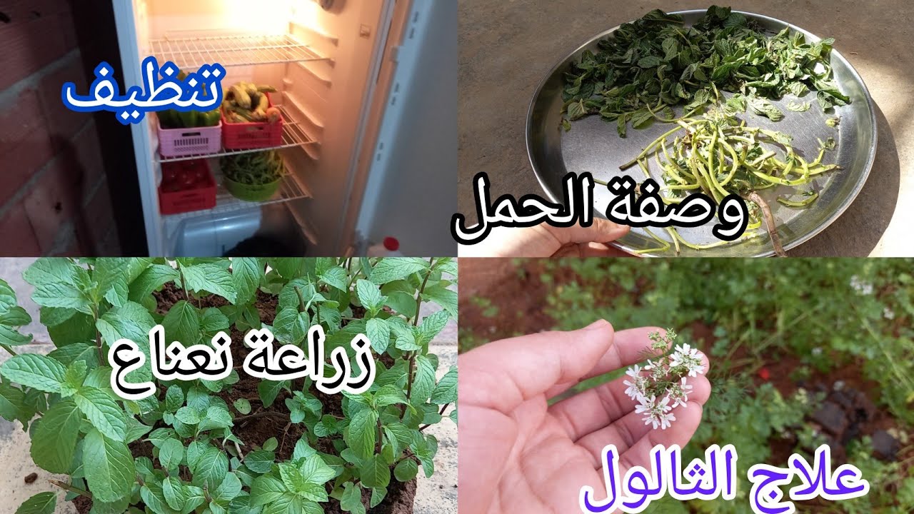 شلفية و شاطارة 💯 زراعة النعناع و التنظيم مع وصفات علاجية للحمل و الثالول