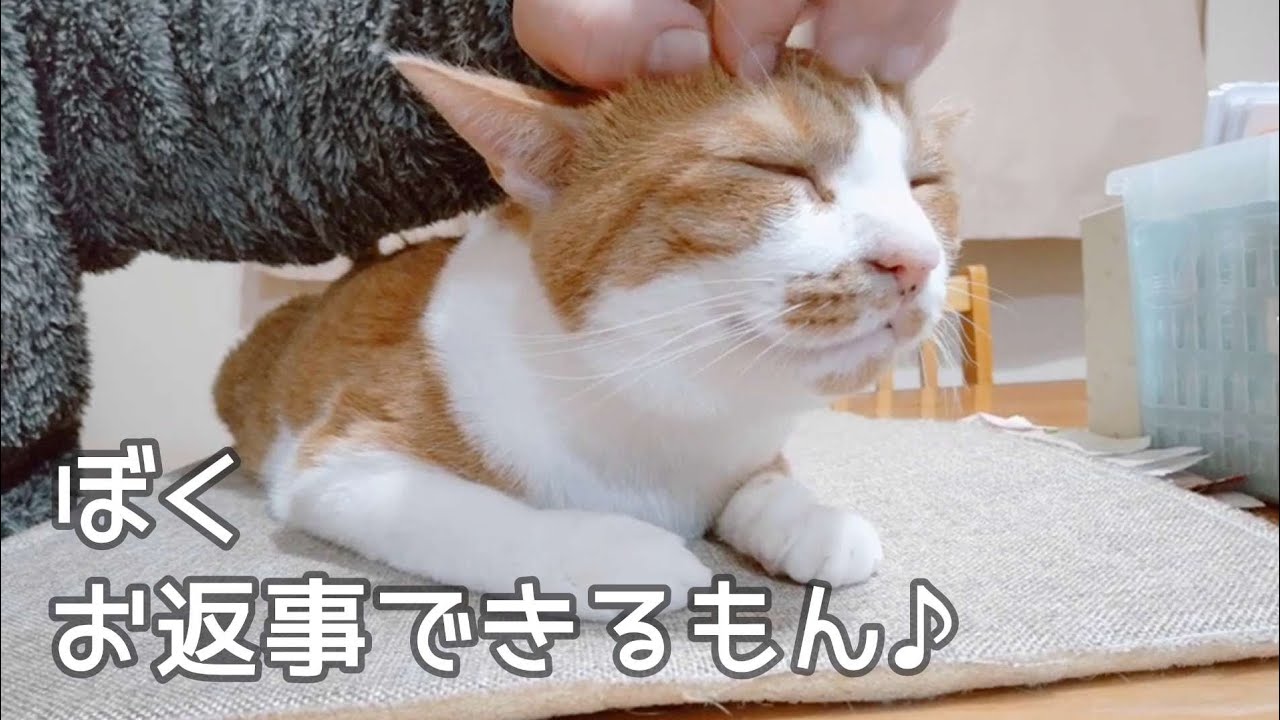 大好きな父さんにちゃんとお返事する猫が可愛い♡