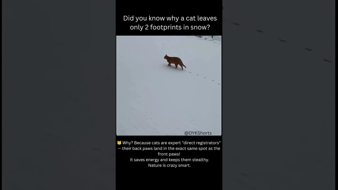 Did You Know Why Cats Leave Only 2 Footprints in Snow? 🐾