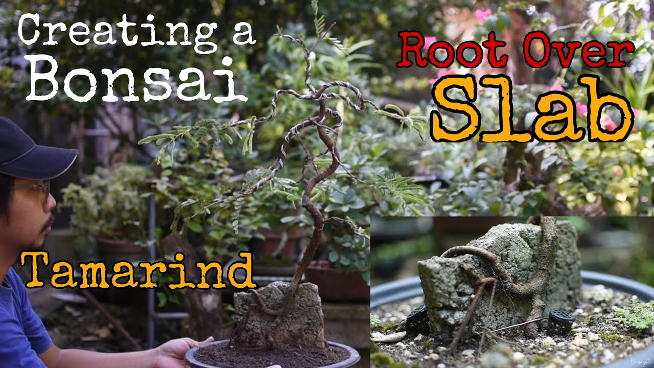 EP 27 - Tamarind Root Over 