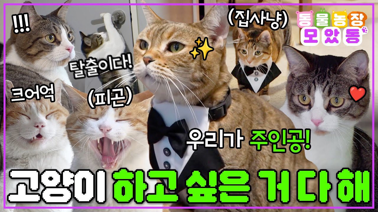 [#모았동물농장] 8월 8일은 고양이의 날!🐱 하루 늦었지만..오늘 영상은 우리가 접수한다!🐈🐈‍⬛ #TV동물농장 #AnimalFarm #SBSstory