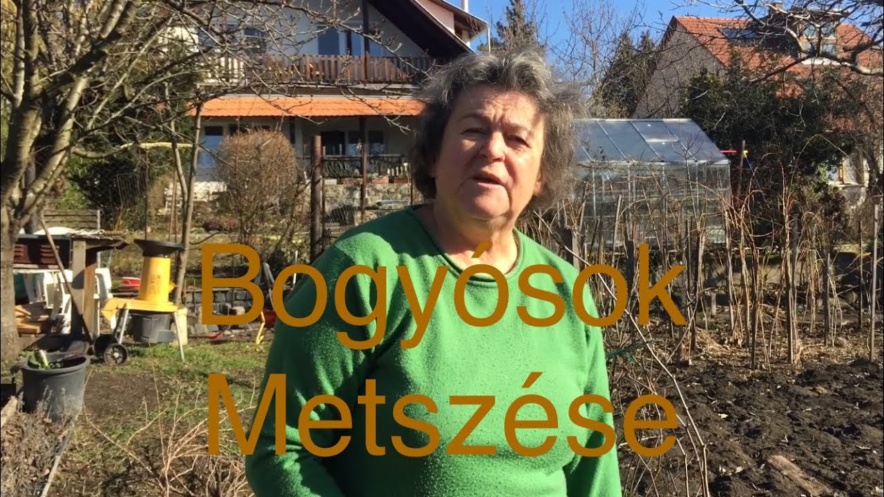 Bogyósok metszése