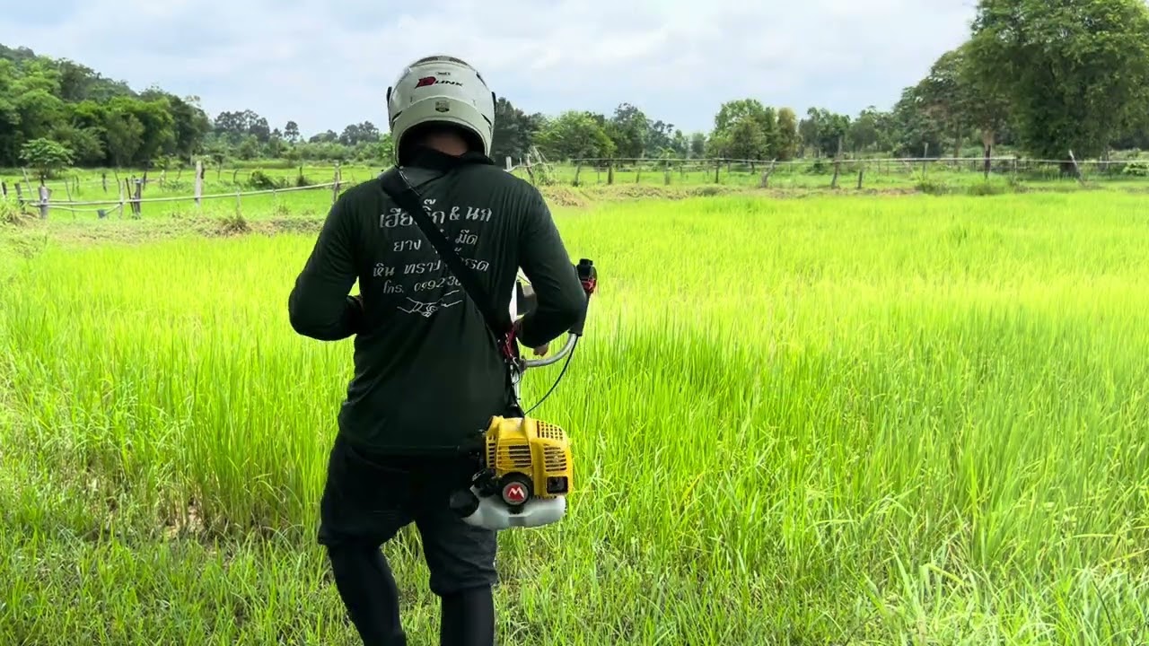  Maruyama bc260T ตัดใบข้าวเครื่องใหม่อะไรๆก็ดีไปหมดครับพ่อพ่อแม่แม่
