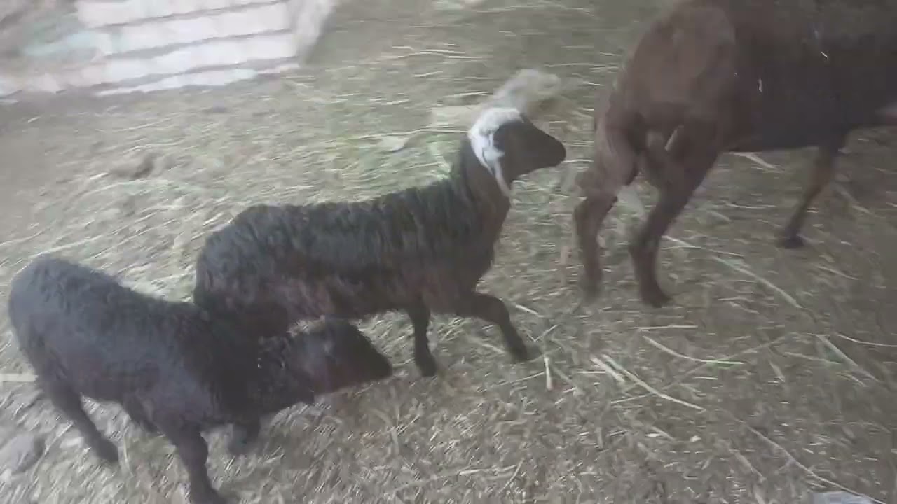 عشر والد بلاش ان اخوكم ابو فهد رقم التليفون للتواصل01159896512