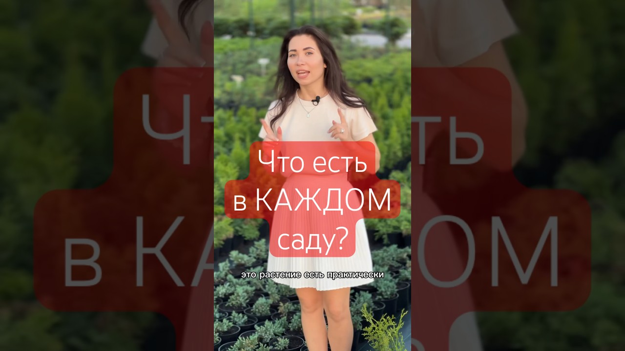 НЕПРИХОТЛИВЫЙ хвойный кустарник