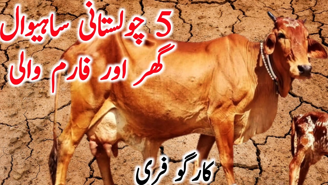 Cholistani Cattle Markeet Cheap Price Pure Cholistani Desert Cow || Global Village Farming