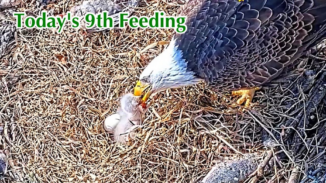 #67🦅🐥6°🥚／Duke Farms Eagle Nest 2026／Duke Mom💗Duke Dad／by Duke  Farms