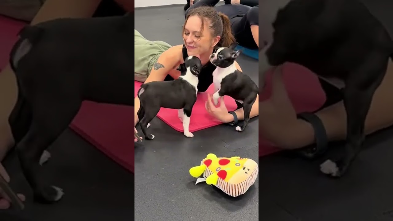 Dog Yoga Studio – Peaceful Puppy Yoga and Canine Wellness Exercises.